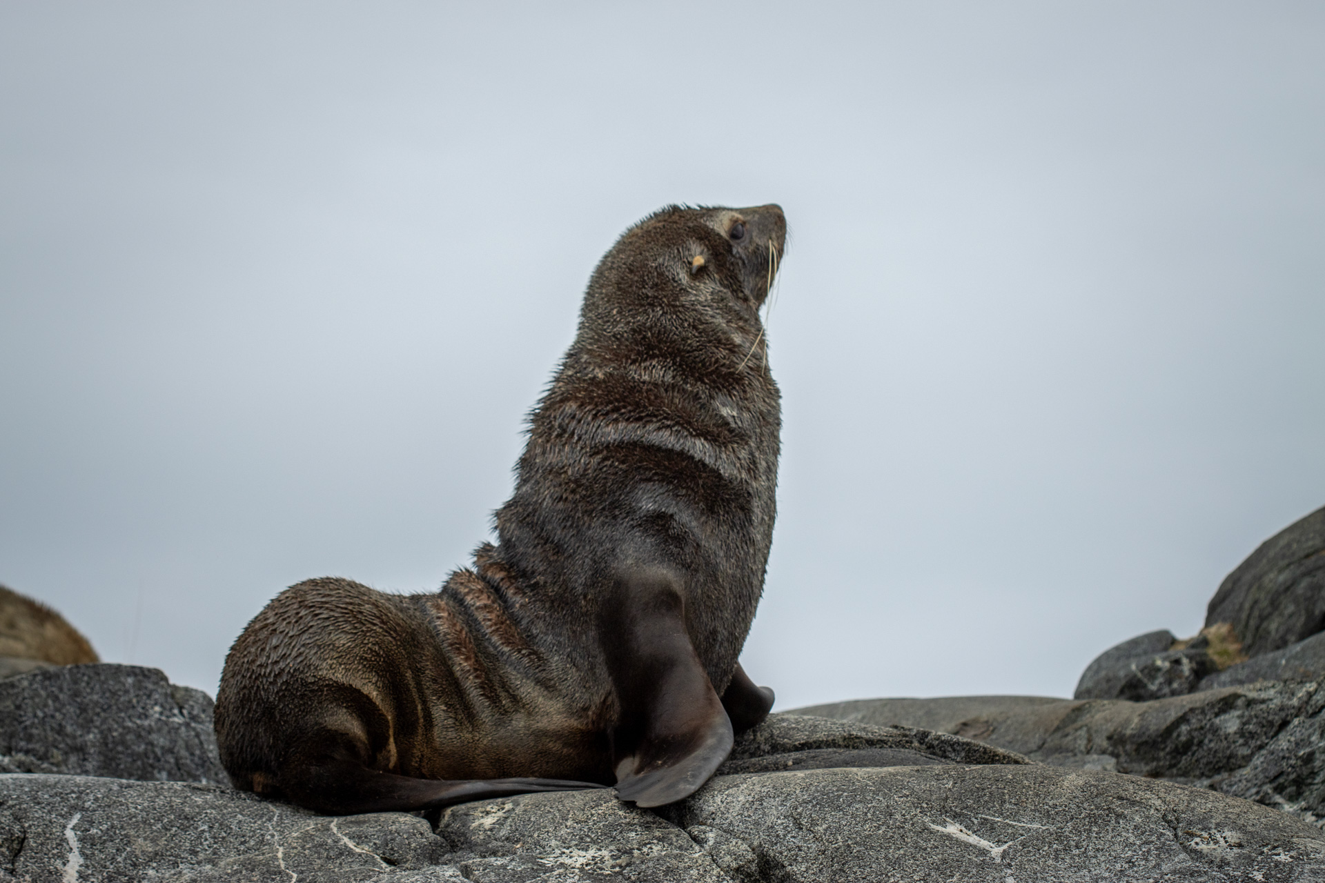 Fur-Seal.jpg